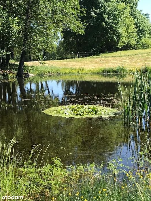 Siedlisko 2,38 ha z zabudowaniami i stawem – 14 km od Olsztyna