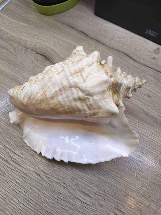 Ракушка океаническая