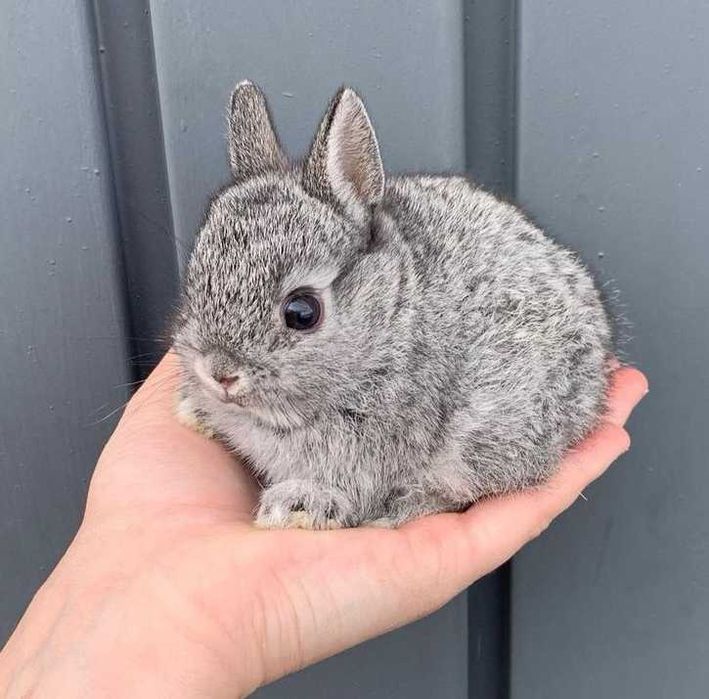 KIT Coelhos anões minitoy e mini holandês muito fofos e dóceis