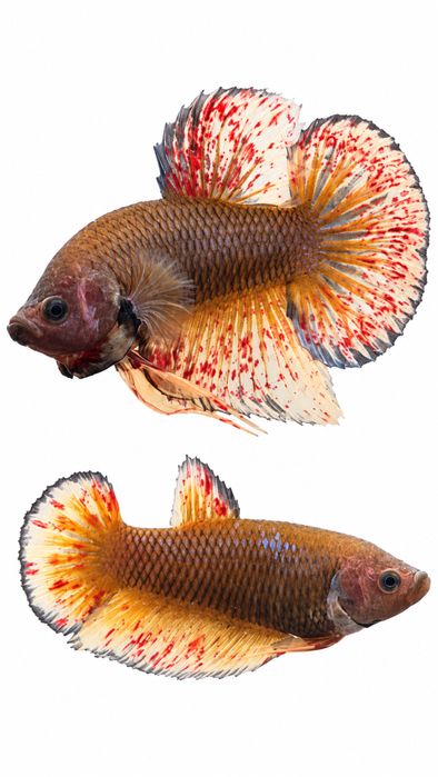 Bettas Tailândia - Premium Selection