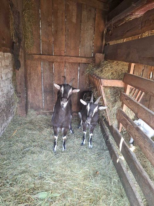 Продам 7 коз договірна ціна