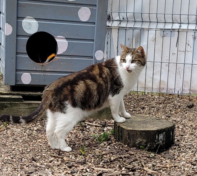 Ben z białaczką czeka na dom