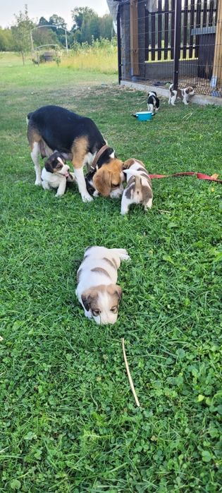 Pieski mama beagle