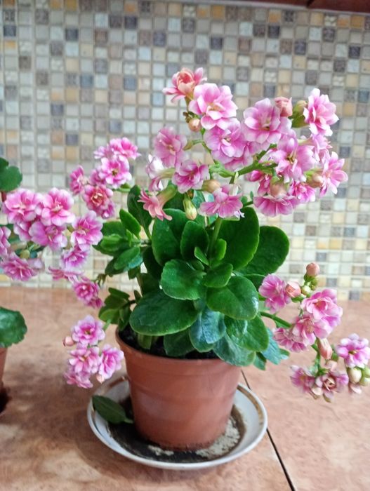 Каланхое різних кольорів пропоную