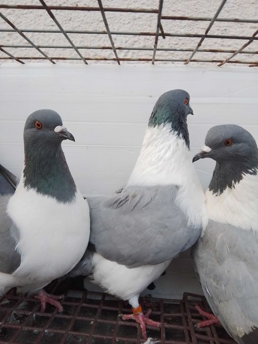 Gołębie ozdobne strassery niebieskie