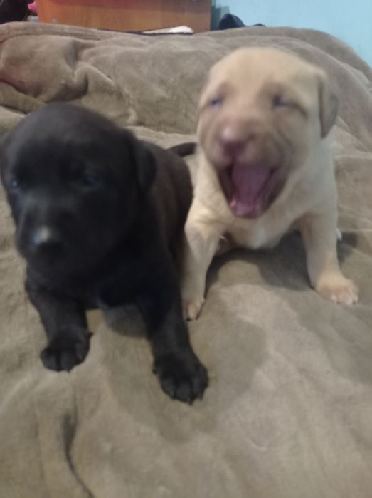 Шикарні цуценя бронюйте