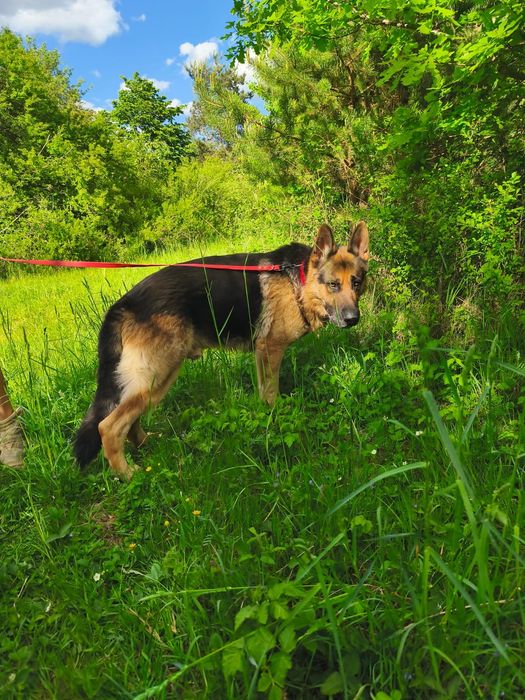 Sułtan w typie owczarka niemieckiego do adopcji