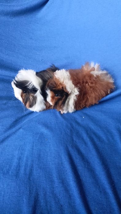 Питомник морские свинки