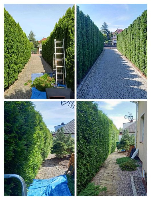 Ogrodnik, przycinanie żywopłotów, drzew, koszenie, prace porządkowe