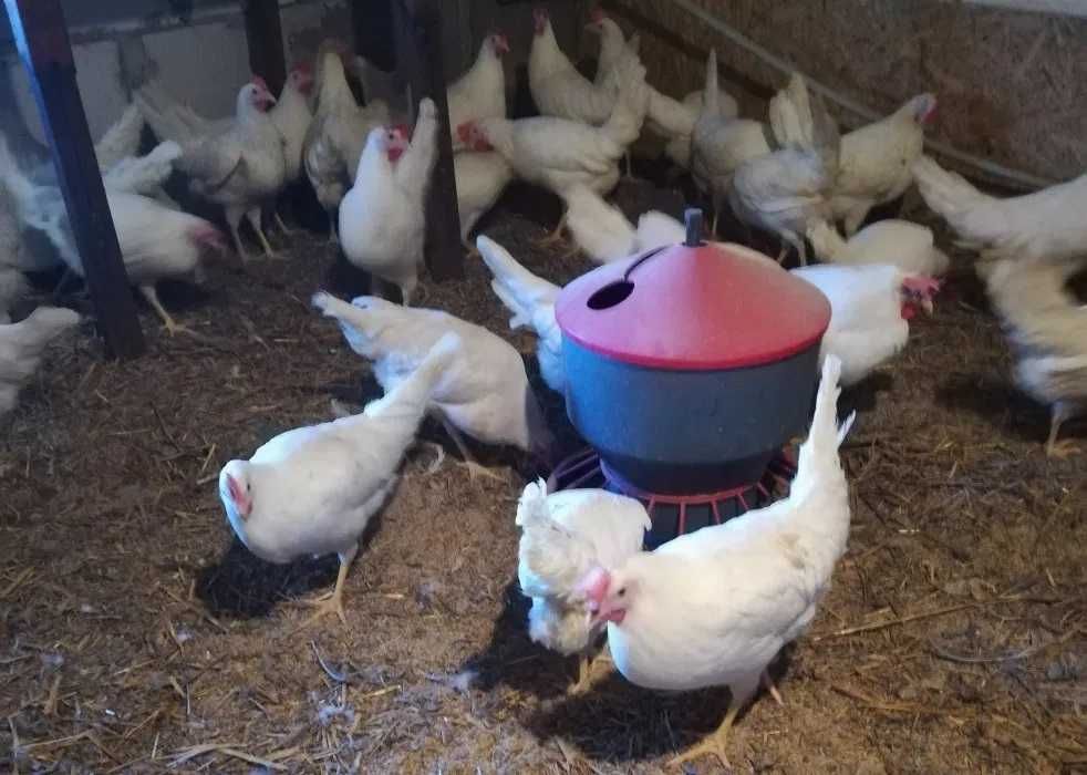 kury leghorn lekhorn sprzedaż 22 sierpień rosa greenschell