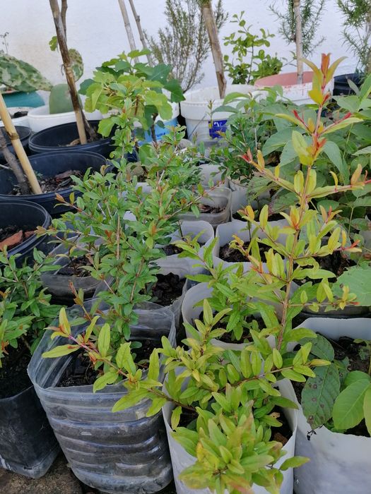 Romanzeiras de boa qualidade