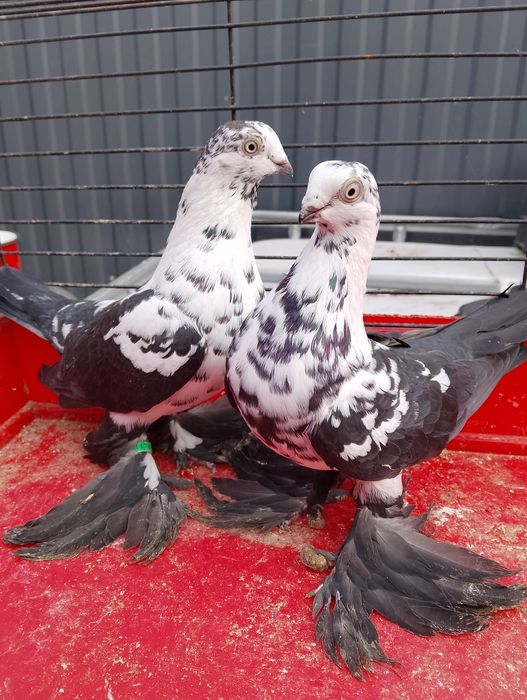 Widyny widynki sprzedam