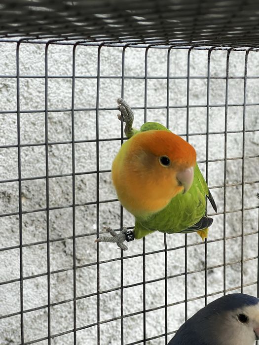 Agapornis Roseicollis 2025 Macho