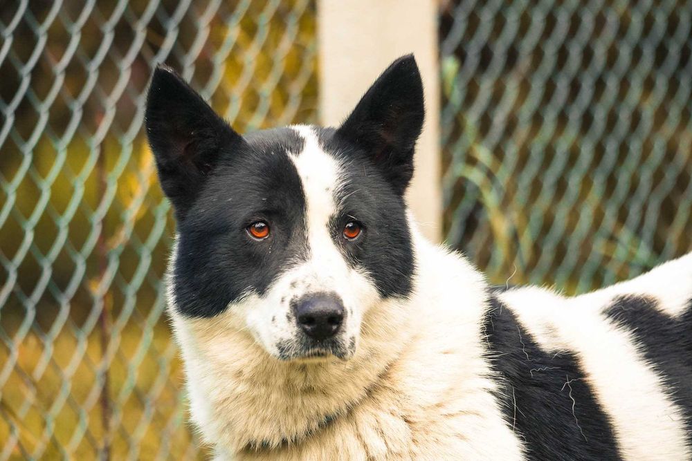 Szon - śliczny czarno-biały pies