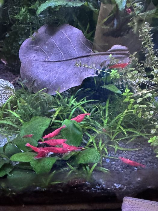 Promoção Quantidades - Neocaridina Red Demon (Orange Eyes) – Raros