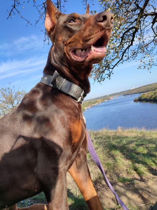 На вязку приглашает молодой кобель породы Доберман