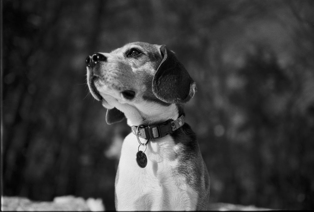 NIKON F100 плівкова камера 35 mm