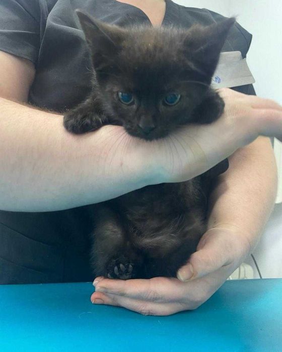 Трюфель шукає котобатьків