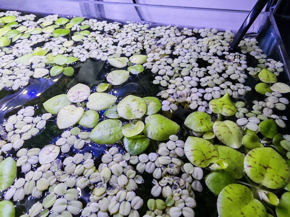 Amazon Frogbit (Limnobium Laevigatum) – Planta Flutuante para Aquário