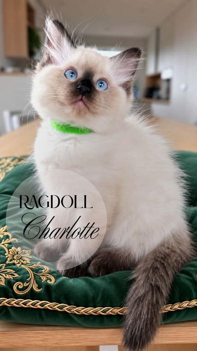 REZERWACJA Ragdoll Kotka Charlotte BADANIA GENETYCZNE rodziców