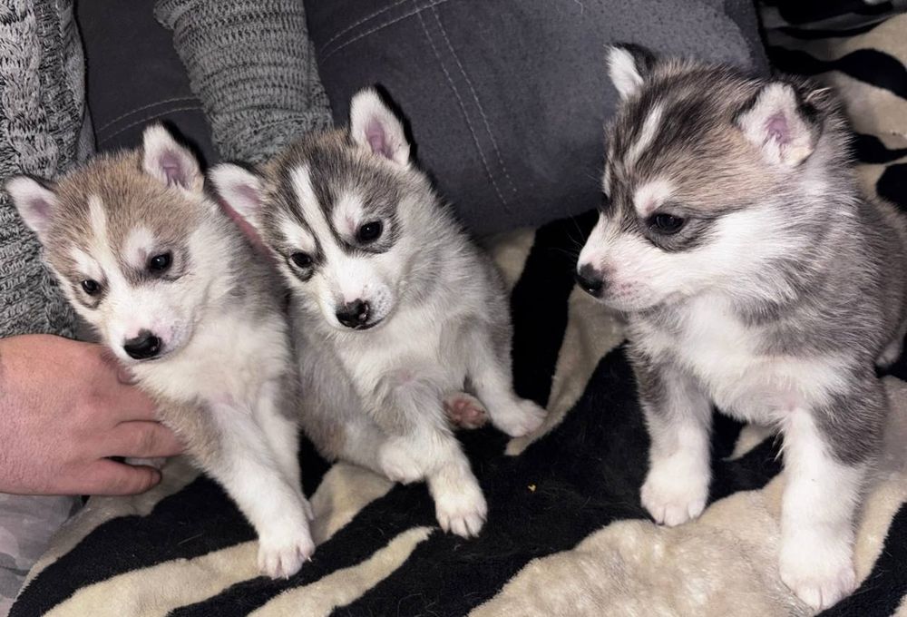 Красивые щенки хаски