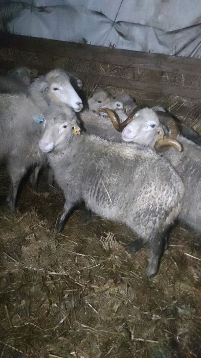 Ovelhas bordadeiras Entre Douro e Minho