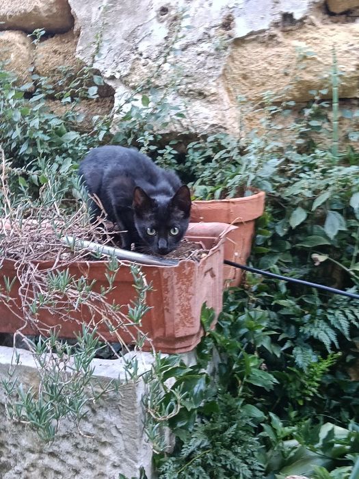 Gato preto para adoção