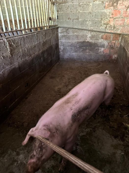 Porco caseiro fêmea