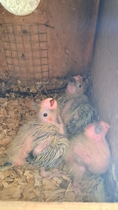 Caturras bebés 2026