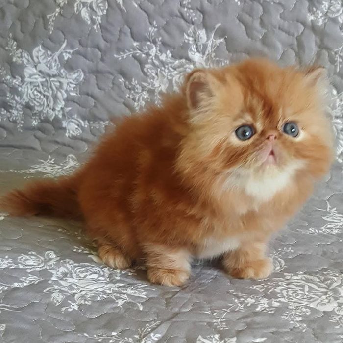 Руді кошенята з розплідника.