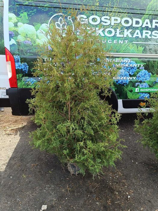 Tuja Brabant donica 10L 170-205 cm