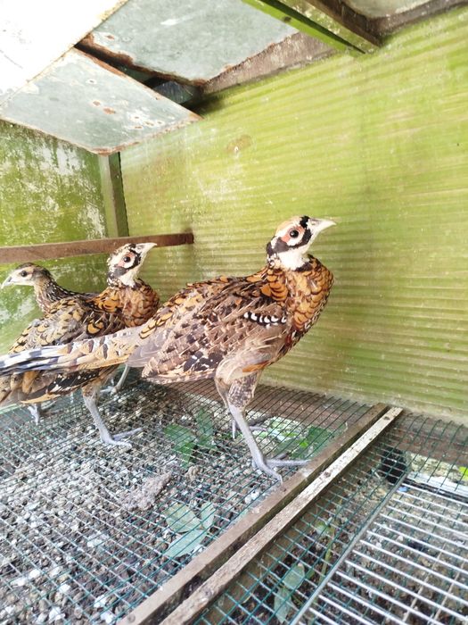 Faixões venerados  2026  aves excelentes