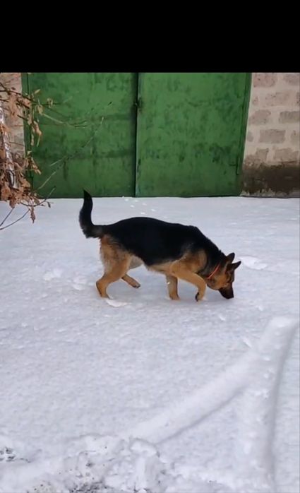 Німецька вівічарка безкоштовно