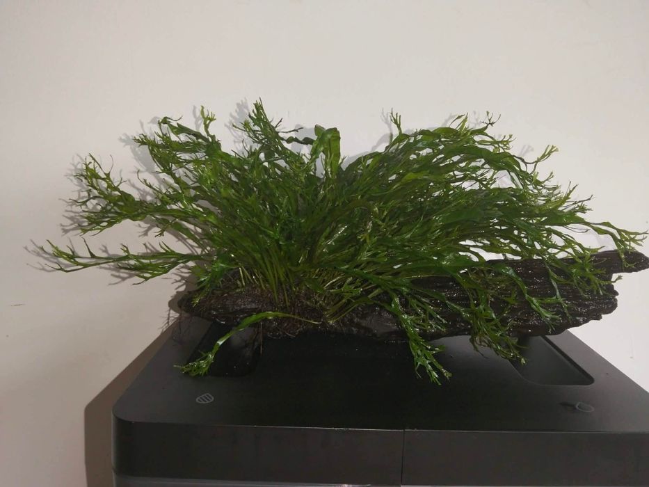 Tronco plantado com 35cm