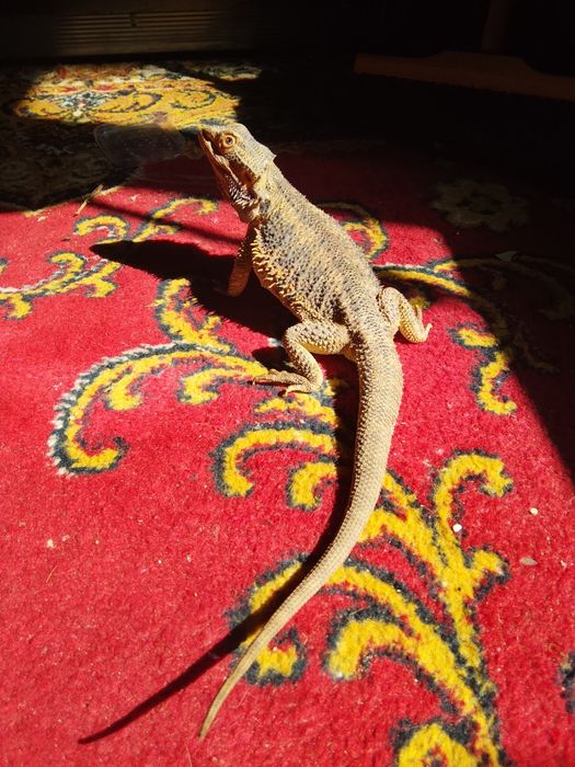 Agama brodata samica 4 lata