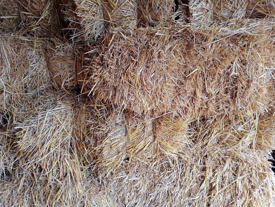 Солома пшенична,  ячмінна  в тюках