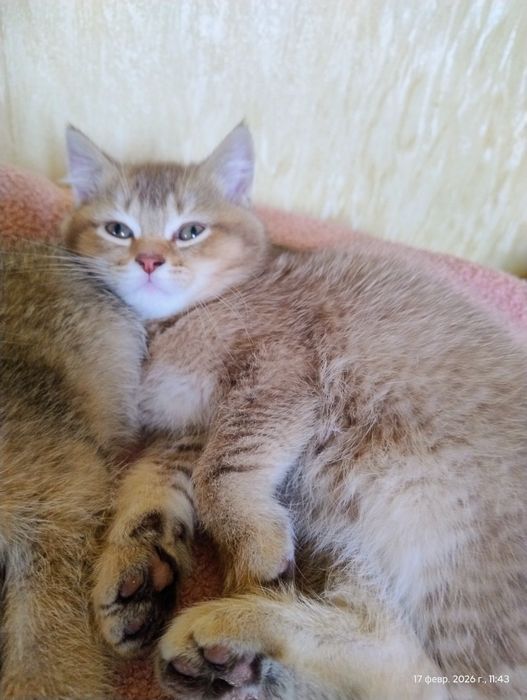 Чудовий шоколадний котик