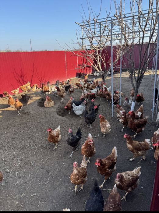 Домашні курячі яйця