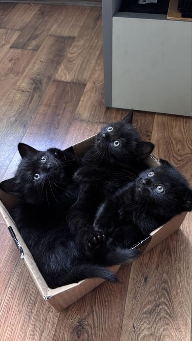Кошенята, 1,5 міс., чисто чорні