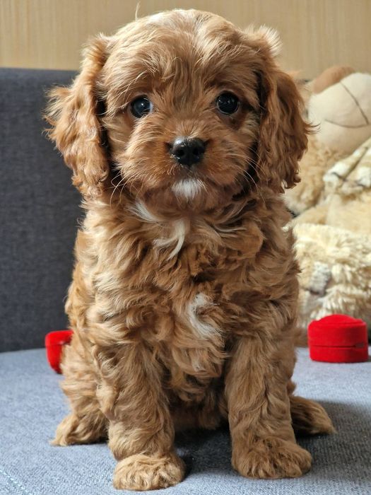 Модні  цуценята кавапу