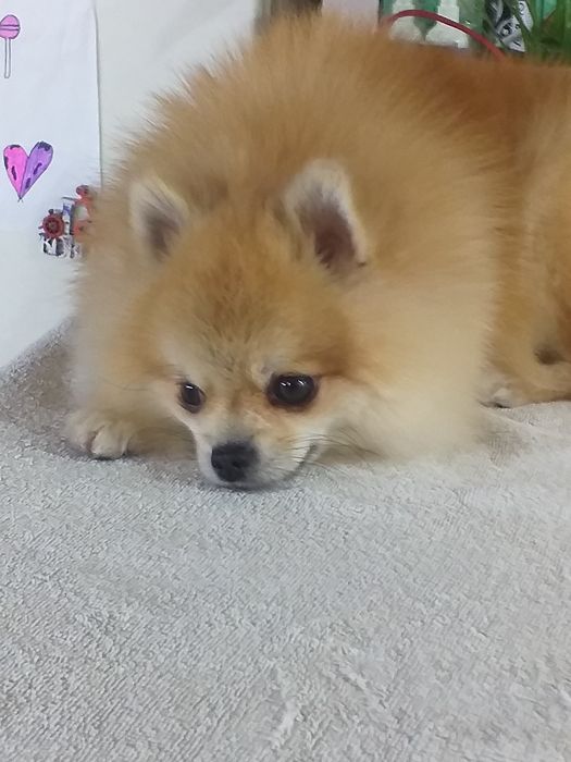 Кобель для вязки