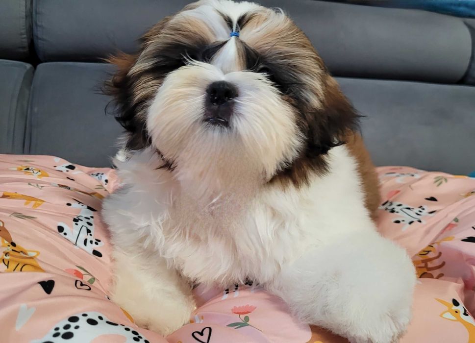 SHIH-TZU śliczny piesek ZKwP/FCI