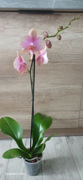 Продам орхидею Beby Dynamite