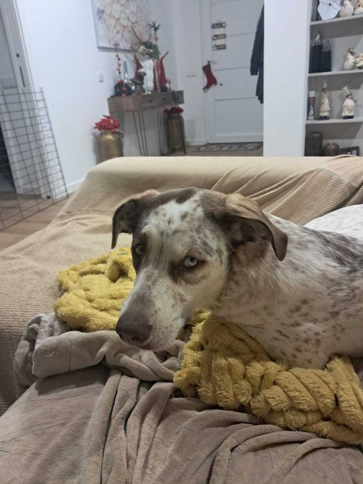 Cão para adopção Gratis