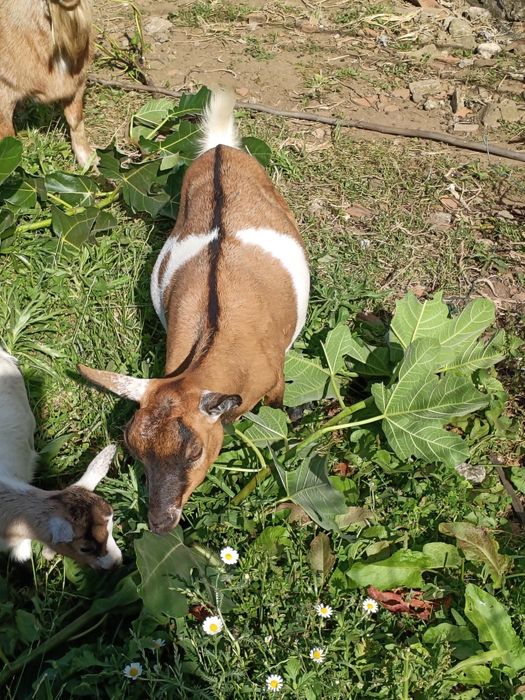 Cabras Anãs - Mãe e filha