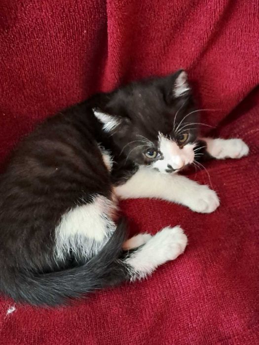 Котенок в добрые руки