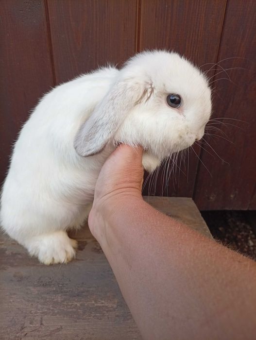 Króliczki Mini Lop (młode)