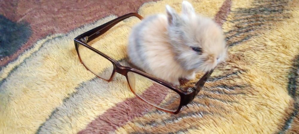 Декоративные Минни кролики