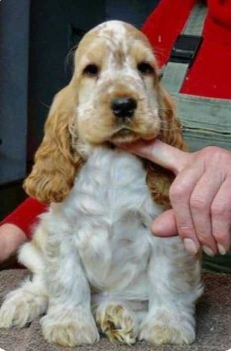 Cocker Spaniel Inglês FEMEA LARANJA RUÃO com LOP  e AFIXO
