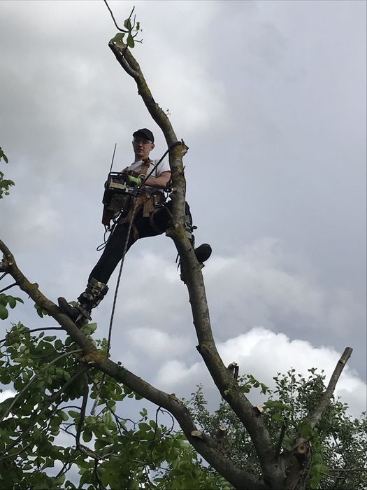 Валка деревьев, уборка территории, чистка и срез сосен